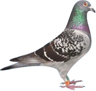 銘鴿血統資料管理系統